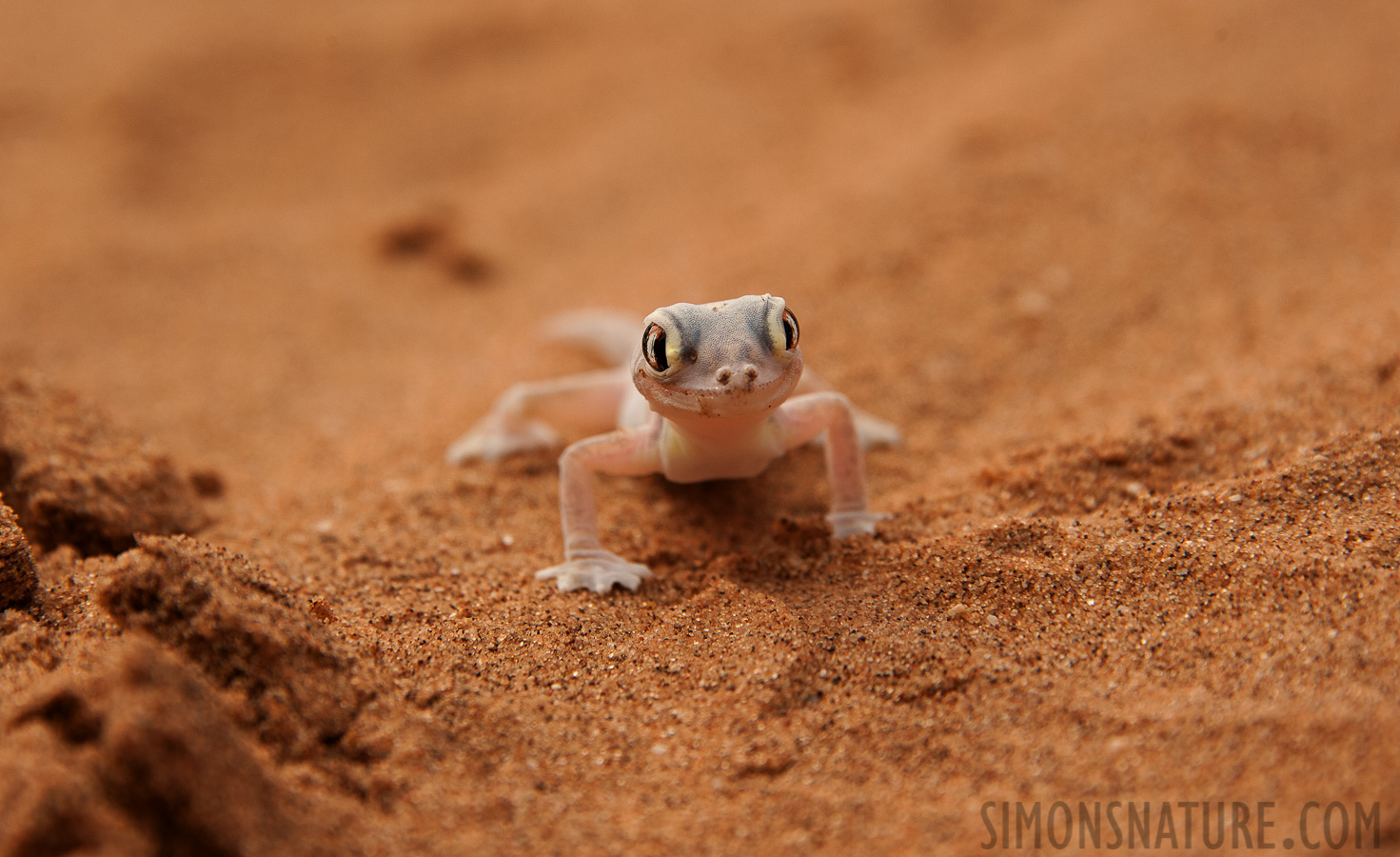 Pachydactylus rangei [200 mm, 1/500 sec at f / 8.0, ISO 400]